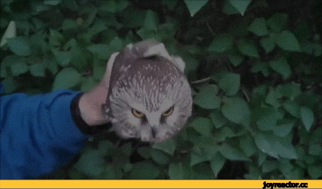 Сова, стабилизация