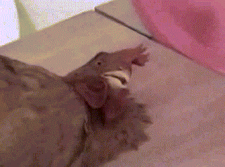 Гифкожесть