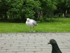 -живность-съела-Воробья-1027411