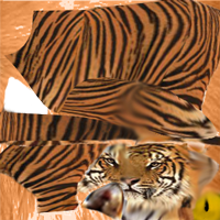 tigr