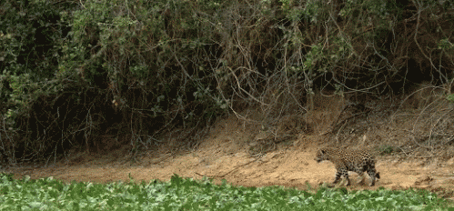 pesochnicagifki1033802_yapfiles.ru