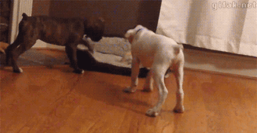 -собакен-живность-1914405