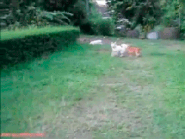 -взрыв-гифки-1921017