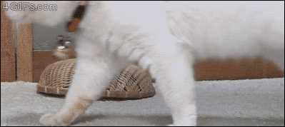 Turtle-basket-kitten