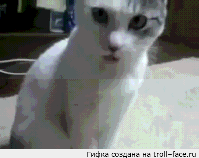 kotudivlyonB5nLSq