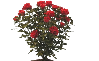 red_rose_bush_planted_in_dirt