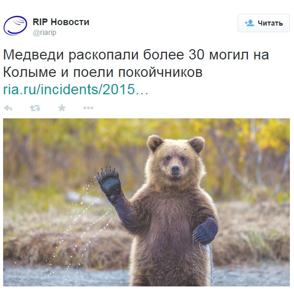 Bears