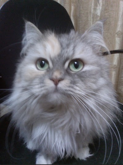 hGEtA46OUEqwCk2BEkvzA