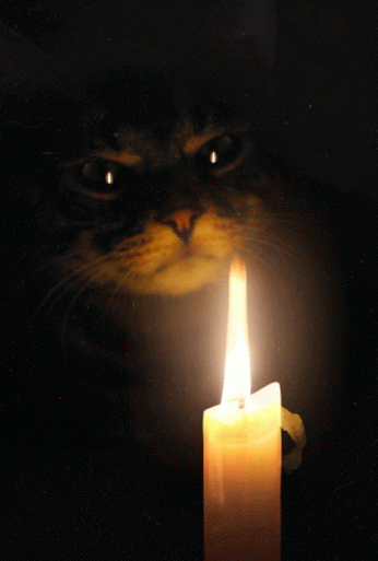 -котэ-живность-настало-время-охуительных-историй-1735264