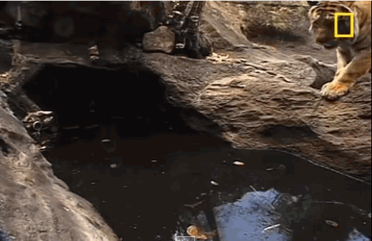 tigrmilotakupanie1648444_1