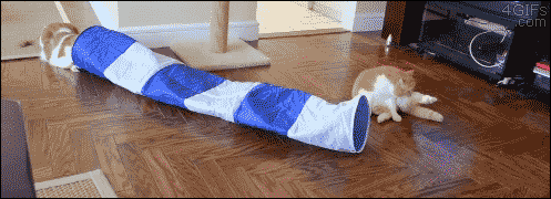 Cat-tube