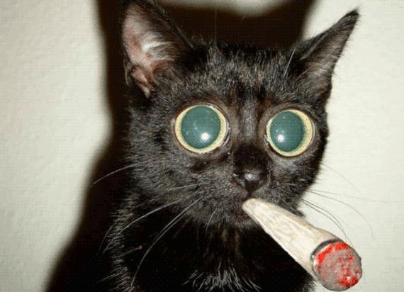 smokingcat