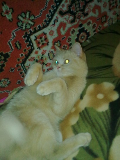 кошка