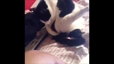 1427466358_1524268631