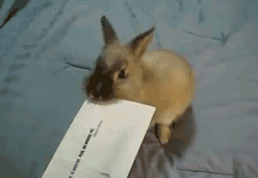 1357626269_010_27316_gifs_10