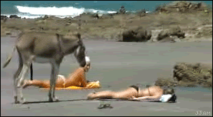 осёл
