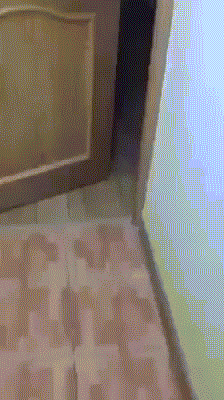 gifs_11 (1)