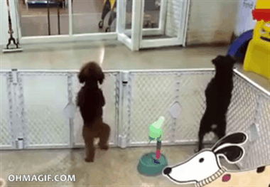 1428331609_giffnabor_17744