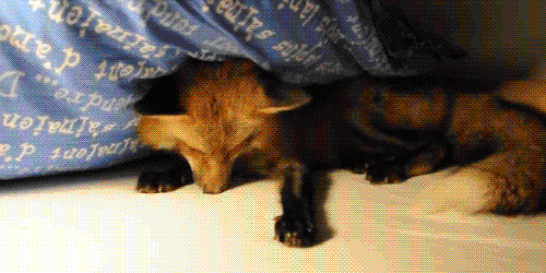 -лиса-живность-пушистые-лапки-2018674