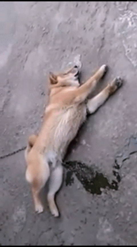 zhivnostpes80lvl1916086_yapfiles.ru