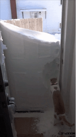 -котэ-живность-снег-1856766