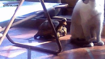 Котэ и черепаха