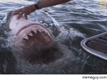 get-out-of-here-fish-25487