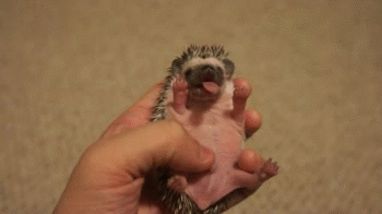 Baby-Hedgehog-Yawning