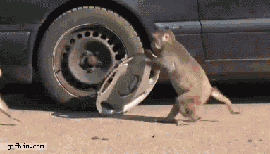 1429066145_gifs_20