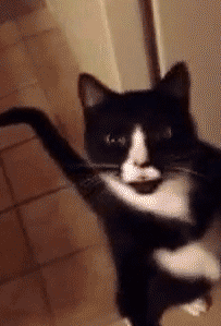 котик
