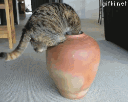 zhirnaya-koshka-v-kuvshine