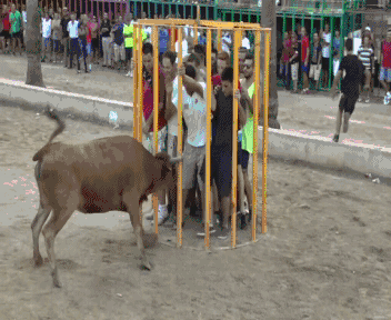 gif-bull-cage-1084041