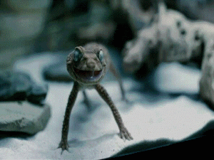 animals-eccbc87e4b5ce2fe28308fd9f2a7baf3-1123