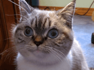 Q (8)