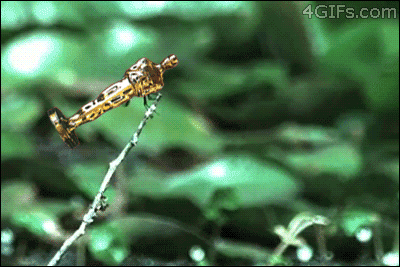 leonardo-dicaprio_596049