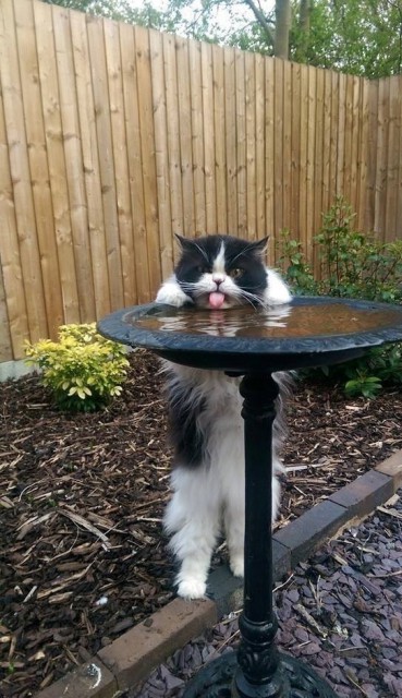 201505040012-kartinki-prikoly-kote-kashamalasha-com