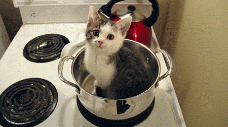 -кот-в-кастрюле-котэ-живность-723532