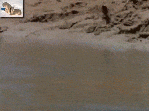 птица-раззява