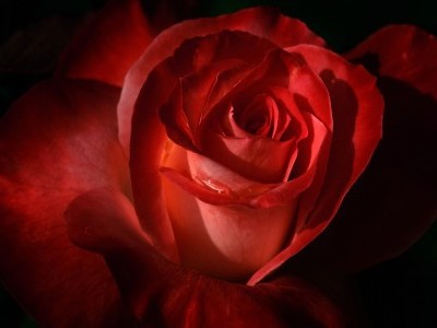 Red-rose-petals-macro_1920x1080