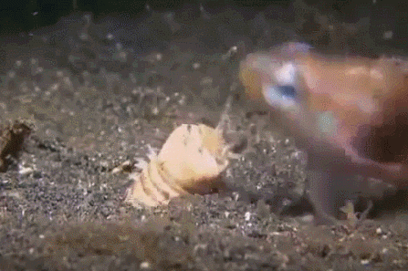 червяк)