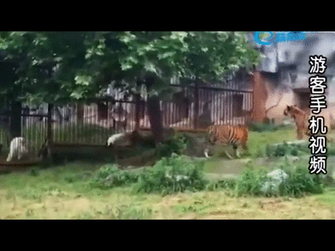 -стальные-яйца-2119604