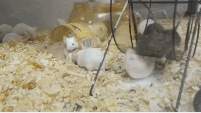 сумасшествие