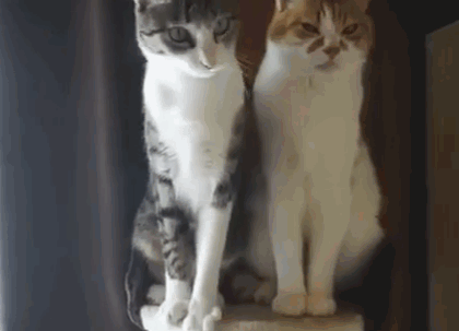 1432412059_1034734060