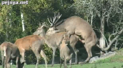 олень кончил