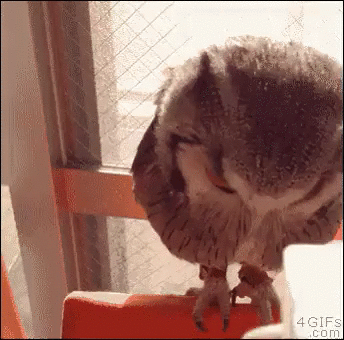 owl