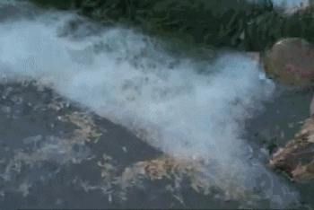 -пух-Тополиный-пух-1296222