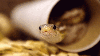 gifs_04
