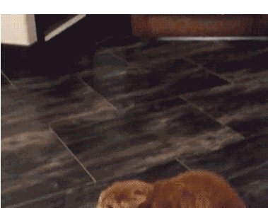 -живность-гифки-собакен-2150630