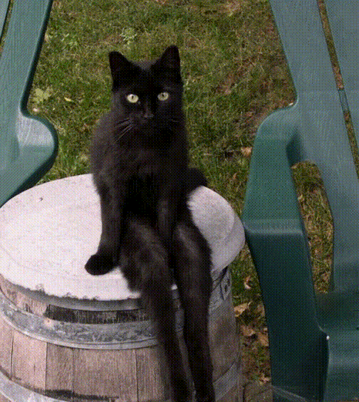 -гиф-живность-1905255