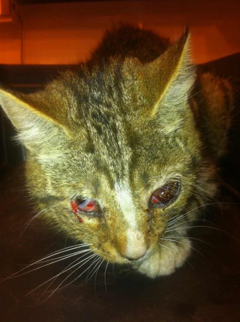 36ba0ab9227192064817e2602e483793